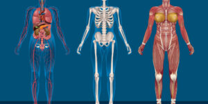 Bækkensmerter – Hvad og hvordan behandling af bækkenløsning?