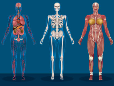Bækkensmerter – Hvad og hvordan behandling af bækkenløsning?