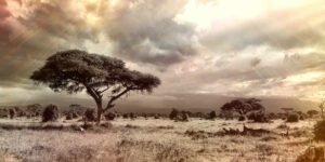 Safari ferieform - Hold vægten og formen ved lige på ferie?